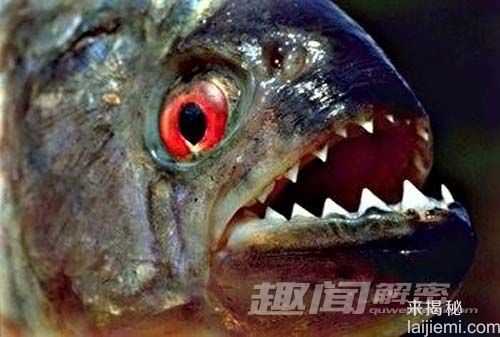 杀人于无形！世界上十种最可怕的淡水动物84 / 作者:UFO来啦 / 帖子ID:64289