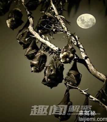 传说中的十大神秘生物：雷鸟身长28米750 / 作者:UFO来啦 / 帖子ID:62048