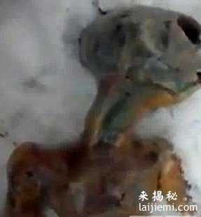 人类末日浩劫：外星人真面目曝光524 / 作者:UFO外星人爱好者 / 帖子ID:57380