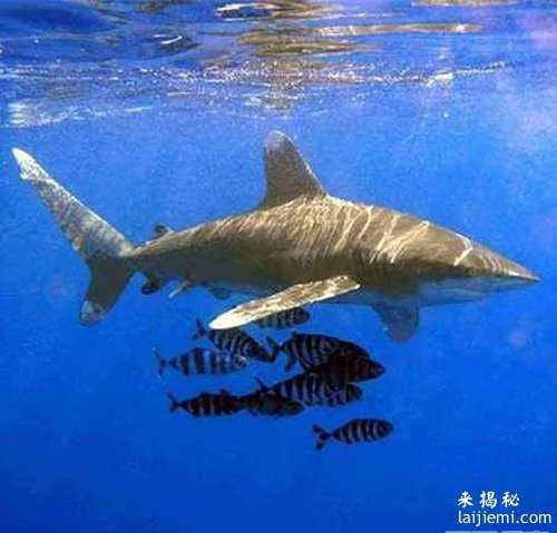盘点世界上既恐怖又珍稀的10中鲨鱼：都是海中霸主级别的存在！762 / 作者:UFO来啦 / 帖子ID:65041