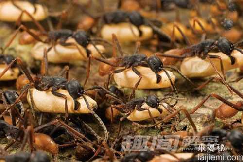 盘点：世界各地十种动物大迁徙壮丽景观928 / 作者:UFO来啦 / 帖子ID:65209