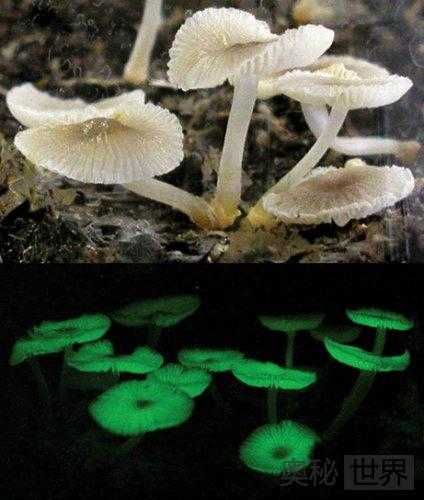 会发光的蘑菇是真的吗？真的，简直太美了598 / 作者:UFO来啦 / 帖子ID:62022