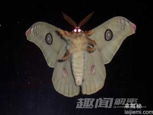 家中现怪异昆虫 专家称实为蛾子求偶659 / 作者:UFO外星人爱好者 / 帖子ID:59859