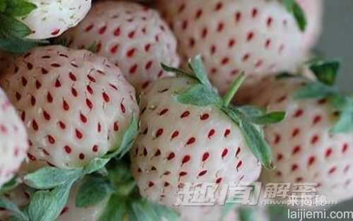 盘点让密集恐惧症患者最恐惧的九种生物942 / 作者:UFO来啦 / 帖子ID:65185