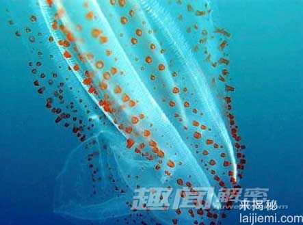 全球十大透明动物大揭密-罕见玻璃蛙764 / 作者:UFO来啦 / 帖子ID:62144