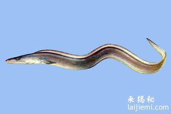 最危险的十种海洋动物749 / 作者:UFO来啦 / 帖子ID:64205