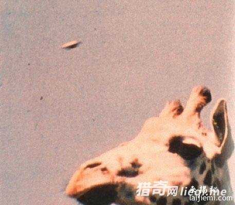 真有外星人？全球百年经典UFO照片306 / 作者:UFO外星人爱好者 / 帖子ID:57538