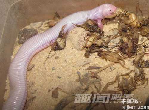奇特鼹蜥后肢退化：看似蛇和蜥蜴结合体249 / 作者:UFO来啦 / 帖子ID:63460