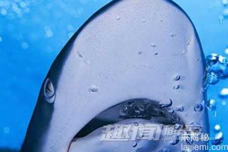 令人震撼：海洋中十大诡异的动物群像236 / 作者:UFO来啦 / 帖子ID:62044