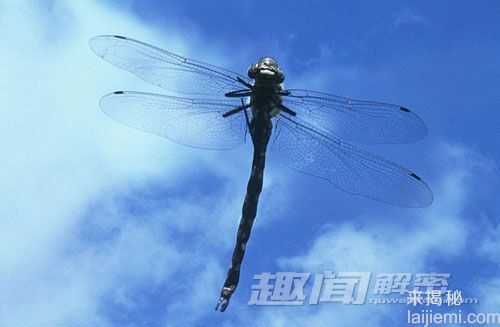 最新研究发现：蜻蜓为地球上最致命猎手560 / 作者:UFO来啦 / 帖子ID:64220