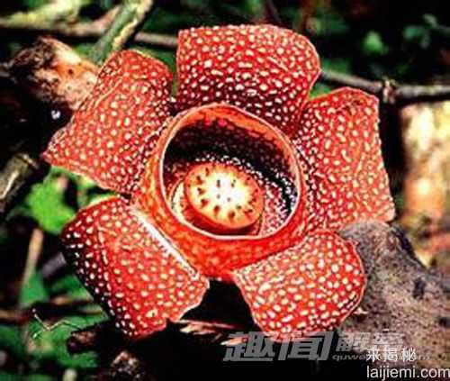 十大奇异植物 迷幻类植物外表迷人588 / 作者:UFO来啦 / 帖子ID:62410
