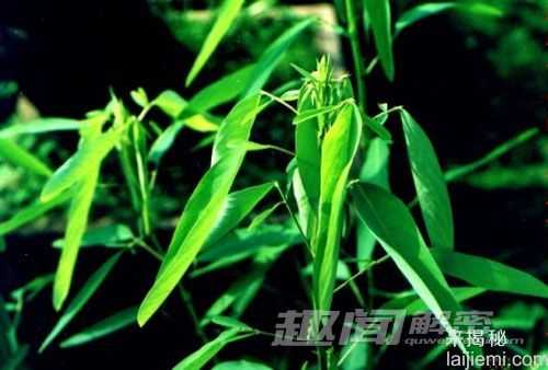 揭秘将绝迹的珍稀植物跳舞草为什么会跳舞293 / 作者:UFO来啦 / 帖子ID:63977