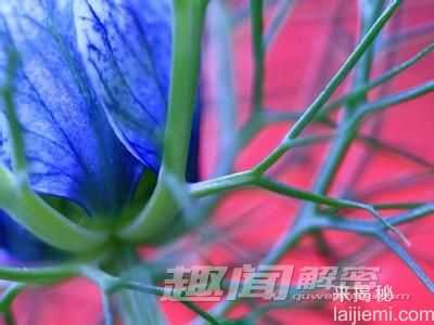 盘点八种致癌植物：真的能致癌吗？277 / 作者:UFO来啦 / 帖子ID:65116