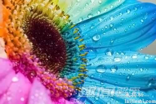 神奇的花朵：七色彩虹花绚丽绽放399 / 作者:UFO外星人爱好者 / 帖子ID:58780