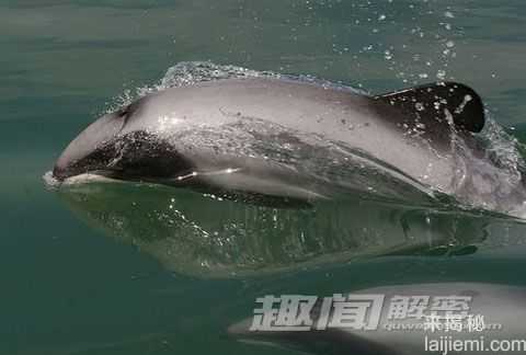 盘点：地球上频临灭绝的12种奇珍动物227 / 作者:UFO来啦 / 帖子ID:65232