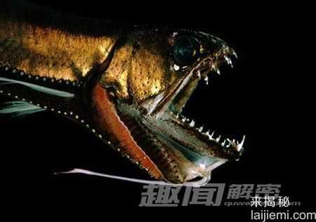 世界十大令人畏惧的深海怪兽639 / 作者:UFO来啦 / 帖子ID:61766 世界十大令人畏惧的深海怪兽639 / 作者:UFO来啦 / 帖子ID:61766