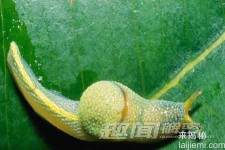 盘点：人类发现的十大奇特新物种630 / 作者:UFO来啦 / 帖子ID:65213