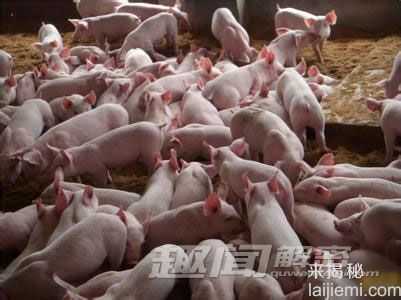 难以置信的动物世界：雪貂不交配会死142 / 作者:UFO来啦 / 帖子ID:66080
