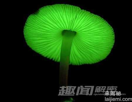 盘点全球十大会发光的奇妙生物362 / 作者:UFO来啦 / 帖子ID:65097
