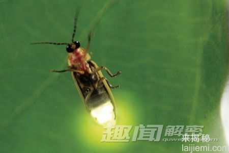 动物王国最臭名昭著的十大“骗子”989 / 作者:UFO来啦 / 帖子ID:62400
