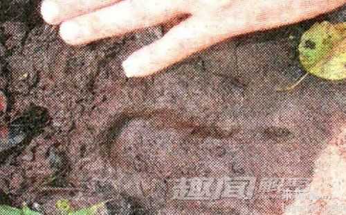 人类未解之谜：印尼神秘“小脚怪”之谜59 / 作者:UFO来啦 / 帖子ID:62063