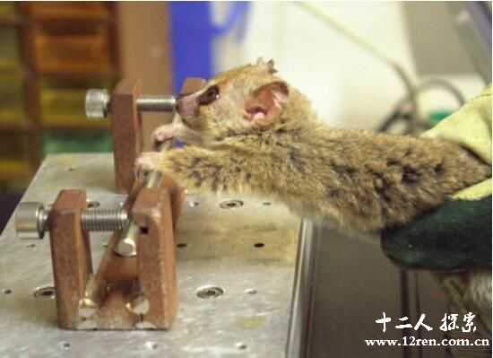 鼠狐猴：世界上最小的哺乳动物(臂力和睾丸都很大)170 / 作者:UFO来啦 / 帖子ID:66274