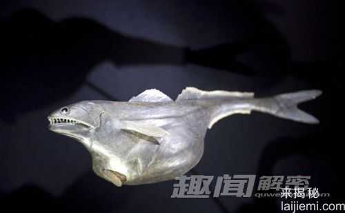 盘点：格陵兰岛的8种怪异外来深海物种353 / 作者:UFO来啦 / 帖子ID:65236