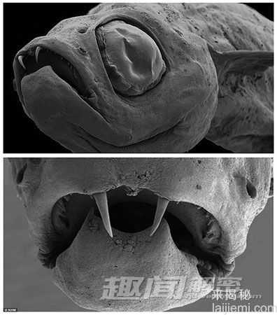 闻所未闻!全球最恐怖最罕见的动物(图)351 / 作者:UFO来啦 / 帖子ID:66017