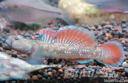 10种听起来无趣但却天赋异禀的生物741 / 作者:UFO来啦 / 帖子ID:61129