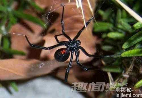 揭秘：动物界十大残酷伦理“血案”559 / 作者:UFO来啦 / 帖子ID:64028