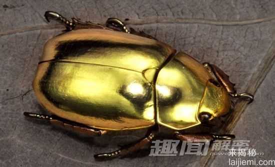 盘点颜色最鲜艳动物：山魈面容狰狞似鬼怪862 / 作者:UFO外星人爱好者 / 帖子ID:59996