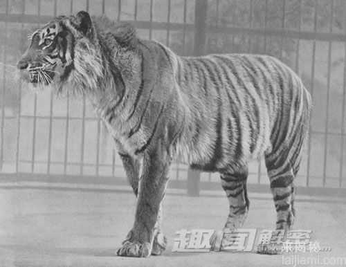 10种已灭绝但仍可能存在的远古动物182 / 作者:UFO来啦 / 帖子ID:61150
