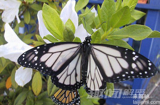 黄色龙虾你见过吗？盘点罕见变异怪兽530 / 作者:UFO来啦 / 帖子ID:66256