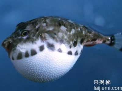 盘点：海底最危险的十大动物排行榜199 / 作者:UFO来啦 / 帖子ID:65235