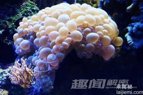 艳丽多姿！十大最美的海洋生物736 / 作者:UFO来啦 / 帖子ID:65618
