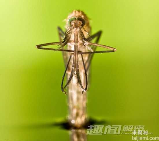 蚊子的十个事实-亚历山大帝被蚊子叮死224 / 作者:UFO来啦 / 帖子ID:65717