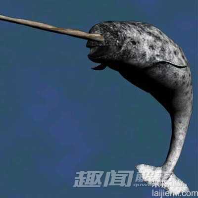 揭北极独角鲸怪异结构之谜：原为探测器278 / 作者:UFO爱好者 / 帖子ID:66601
