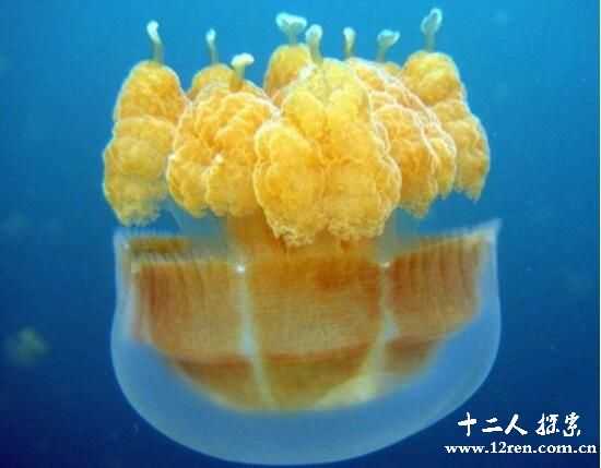 蛋黄水母：看起来美味，实则毒性超强815 / 作者:UFO来啦 / 帖子ID:65720