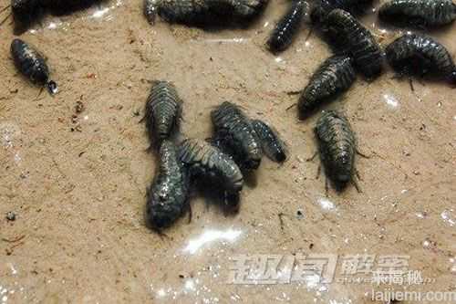 澳大利亚地下发现九种新物种 地下蜗牛802 / 作者:UFO来啦 / 帖子ID:64769