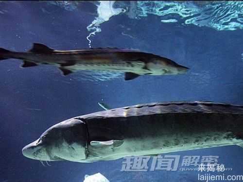 盘点全球各地捕获的巨型鱼精440 / 作者:UFO来啦 / 帖子ID:65103