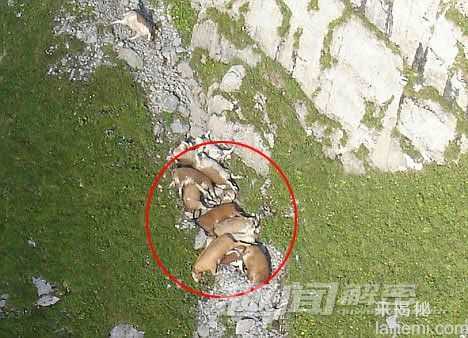 全球令人震惊的动物集体离奇死亡事件812 / 作者:UFO来啦 / 帖子ID:62202