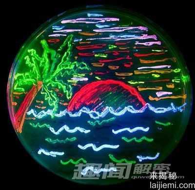 地球上的发光生物之谜 神奇的荧光蝎子81 / 作者:UFO外星人爱好者 / 帖子ID:60318
