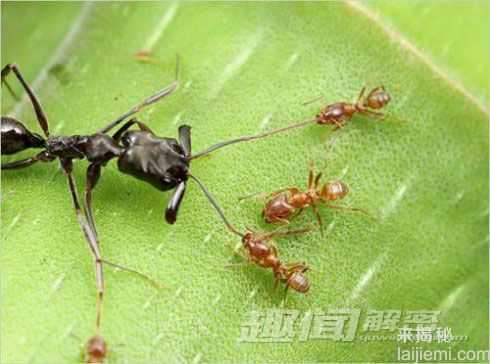 蚂蚁为什么总是不停的搬运食物？374 / 作者:UFO来啦 / 帖子ID:65713