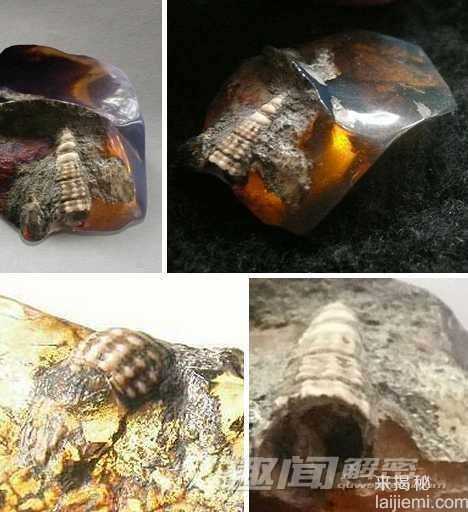 揭秘琥珀中的七种神秘远古动物（图）342 / 作者:UFO来啦 / 帖子ID:64001