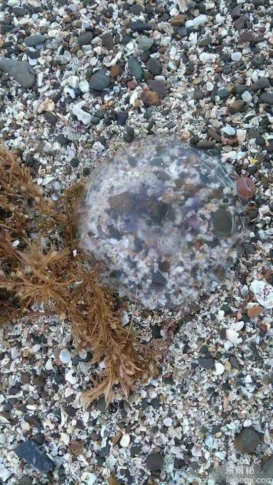 缅甸惊现透明的神秘生物  比河豚毒几百倍932 / 作者:UFO来啦 / 帖子ID:65474