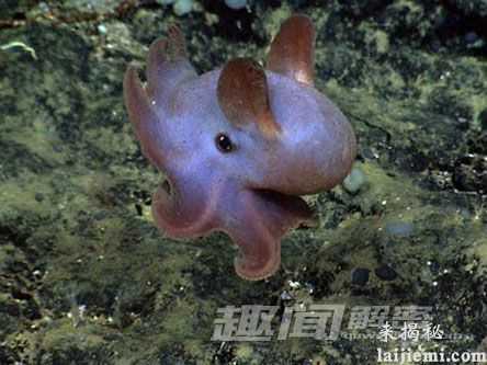无奇不有！盘点地球上最奇特的十种生物406 / 作者:UFO来啦 / 帖子ID:64101