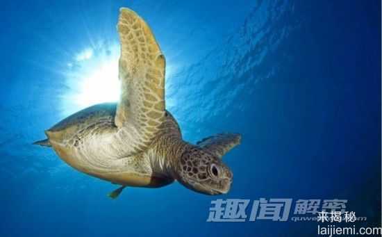 闪爆你的眼球！神秘诡异的深海生物331 / 作者:UFO来啦 / 帖子ID:66022