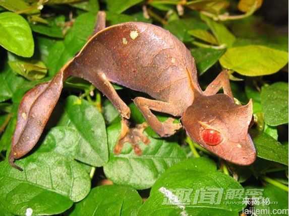 神奇！十大酷似外星生物的神奇动物617 / 作者:UFO外星人爱好者 / 帖子ID:57781