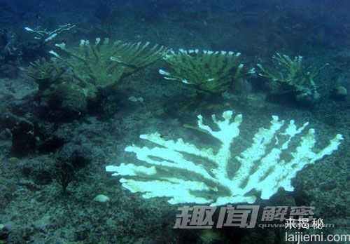 自然界的未解之谜：揭示珊瑚白化的秘密954 / 作者:UFO来啦 / 帖子ID:65603