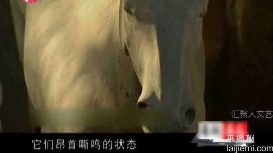 秦始皇兵马俑发现过程：农民打井 意外发现震惊世界310 / 作者:UFO来啦 / 帖子ID:65382